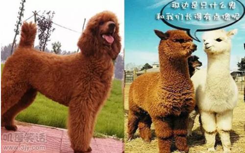 结婚堵门要红包的幽默句子,2017结婚堵门搞笑问题大全