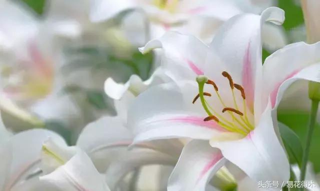 地栽百合花种球会自己繁殖吗,百合花的栽培视频