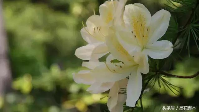 地栽百合花种球会自己繁殖吗,百合花的栽培视频