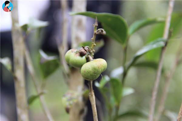 茶树什么时候开花结茶籽,茶树的茶果有什么作用