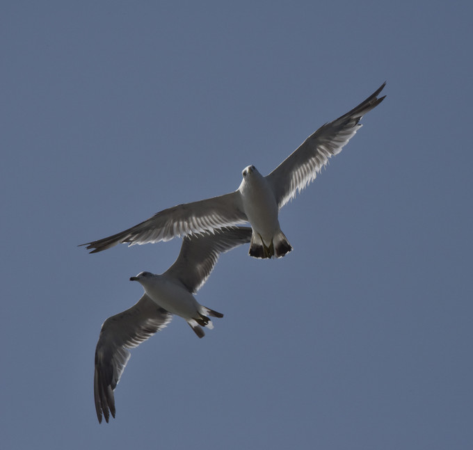 烟台蓬莱长岛两日游景色美极了,烟台长岛三日游攻略