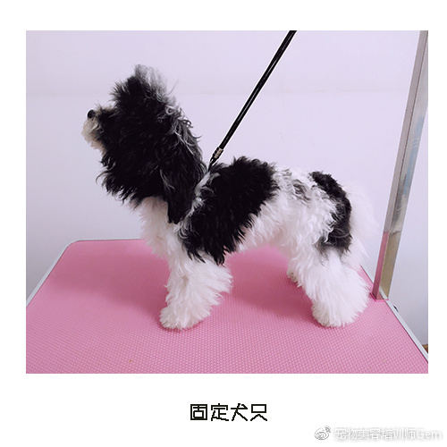 宠物美容小课堂第三堂之清理耳道