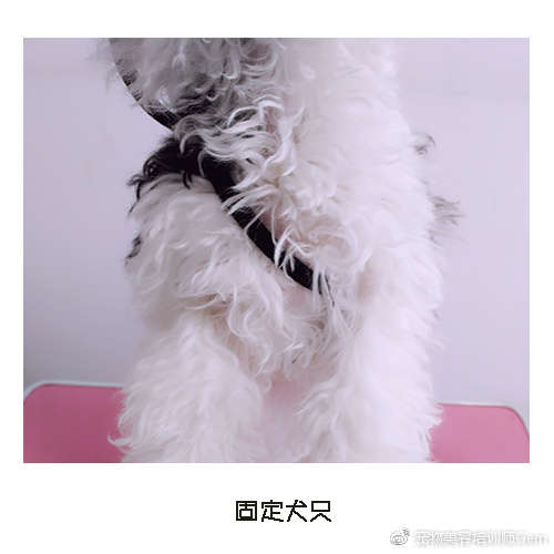 宠物美容小课堂第三堂之清理耳道