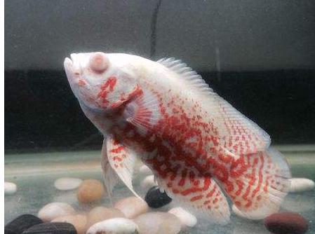 常见鱼病症状及治疗方法,锦鲤常见鱼病鉴别与防治