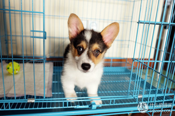 目测托米你要火！丝倍亮成犬全价托米亲吃评测以及托米的成长史