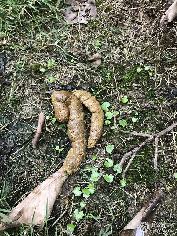 目测托米你要火！丝倍亮成犬全价托米亲吃评测以及托米的成长史