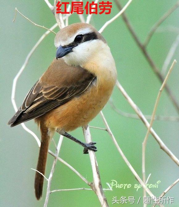 伯劳饲养对人体有什么危害,伯劳幼鸟怎么养