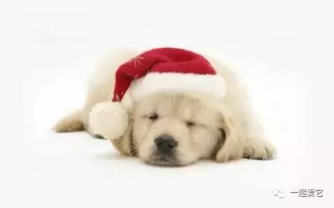 养宠知识狗狗呕吐了怎么办,养宠小知识狗狗掉毛补什么营养