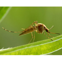 工厂如何预防蚊子最有效方法,公司户外蚊子消杀方法