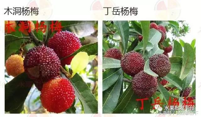 水果分类分为哪几类,超市水果分类表一览表