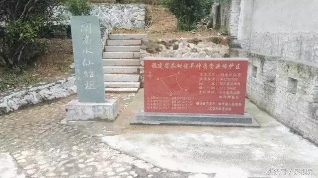 漳平水仙寻茶,永春特级老枞水仙价格