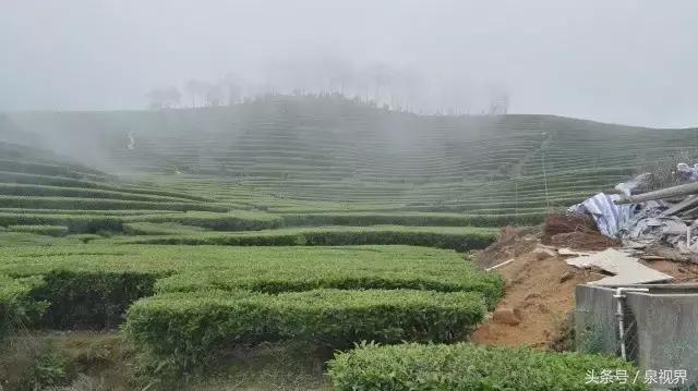 漳平水仙寻茶,永春特级老枞水仙价格