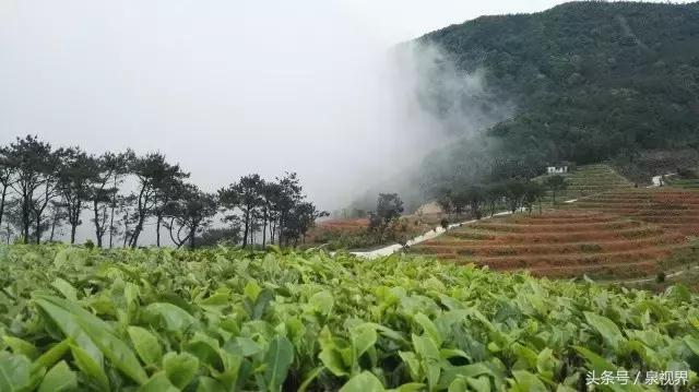 漳平水仙寻茶,永春特级老枞水仙价格