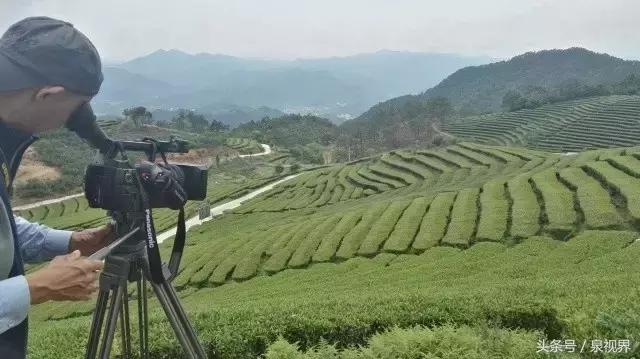 漳平水仙寻茶,永春特级老枞水仙价格