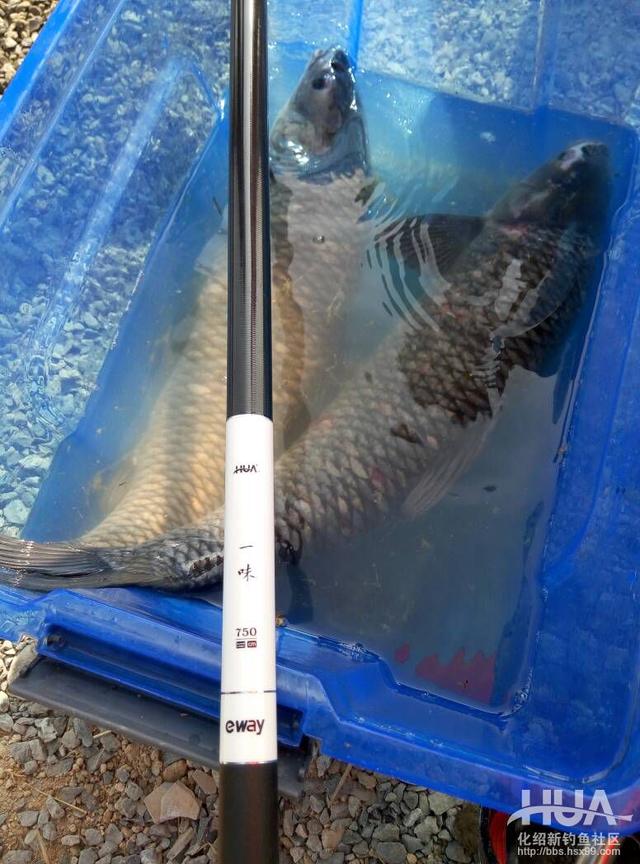 一味EX大鱼榜全国征集，擂主挑战进行中