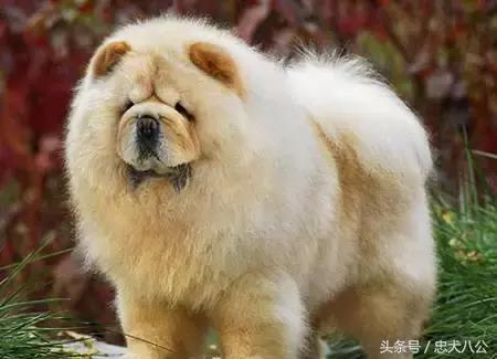 最好看的松狮犬,深紫之舌松狮犬