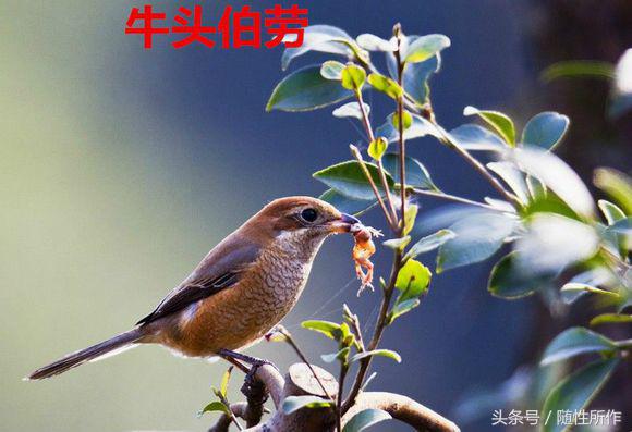 伯劳饲养对人体有什么危害,伯劳幼鸟怎么养