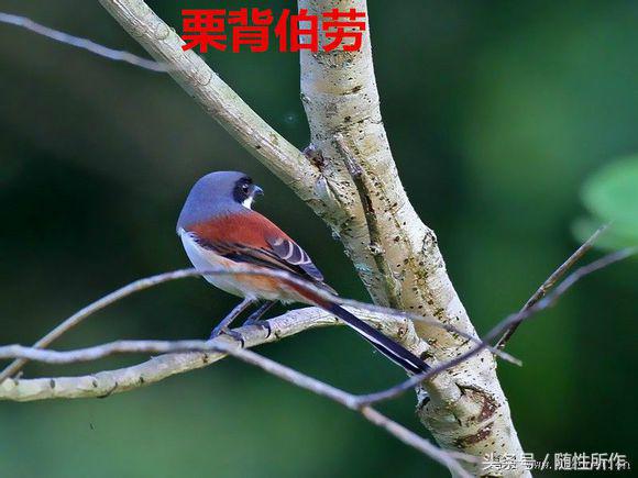 伯劳饲养对人体有什么危害,伯劳幼鸟怎么养