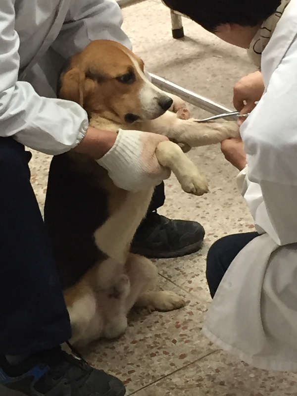 史努比狗是什么狗,史努比是一只什么品种的狗