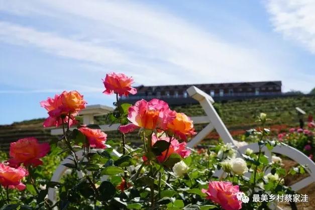 北京月季花海在哪里,北京最美月季景点