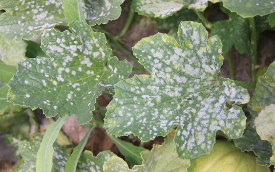 甜瓜*粉白**病怎么办？你知道药剂治理的要求吗？处理不当会出现药害