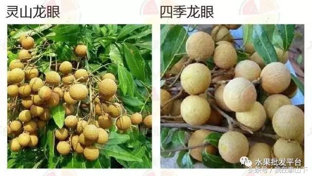 水果分类分为哪几类,超市水果分类表一览表