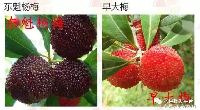 水果分类分为哪几类,超市水果分类表一览表