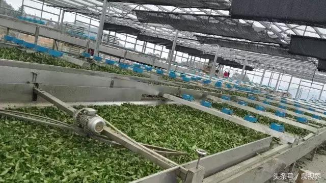 漳平水仙寻茶,永春特级老枞水仙价格