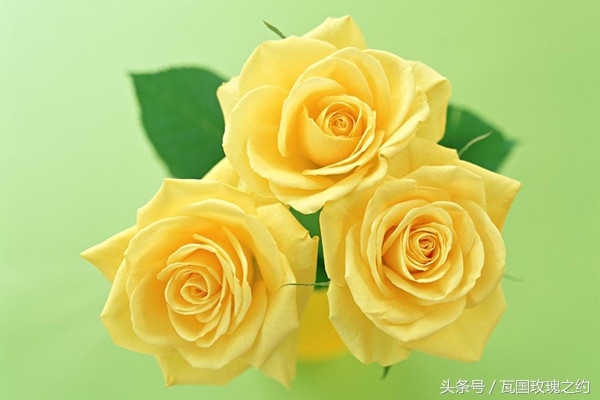 玫瑰的花语取名,玫瑰的花语100句