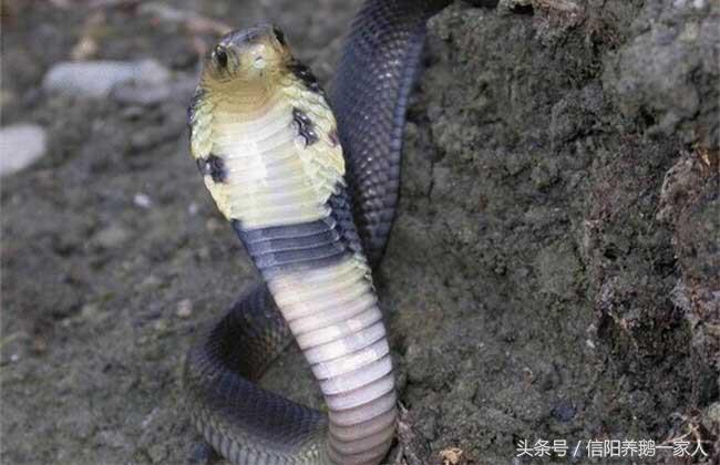 被眼镜蛇咬了怎么办视频,被眼镜蛇咬了怎么办急救