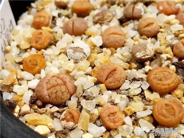 肉锥蜕皮要注意什么,蜕皮期的肉锥怎么服盆