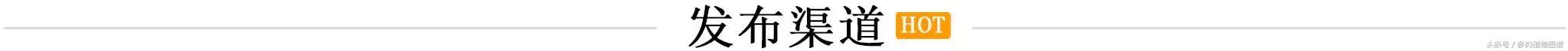 肉锥蜕皮要注意什么,蜕皮期的肉锥怎么服盆