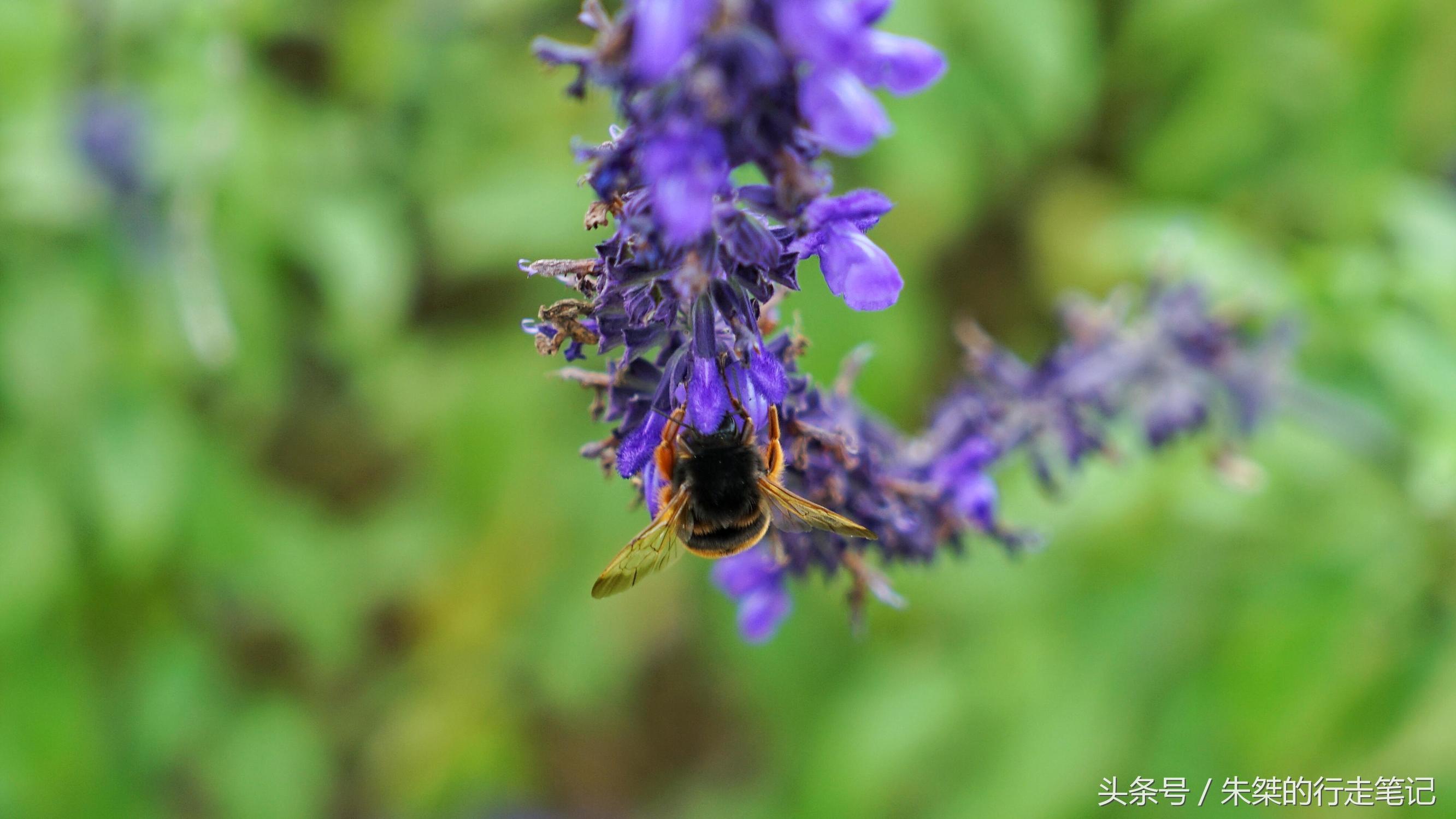黄姚花海已经荒成草海,黄姚花海景区