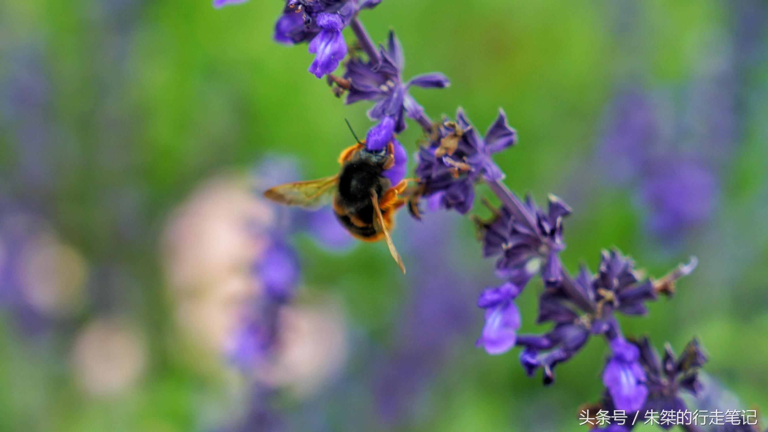 黄姚花海已经荒成草海,黄姚花海景区
