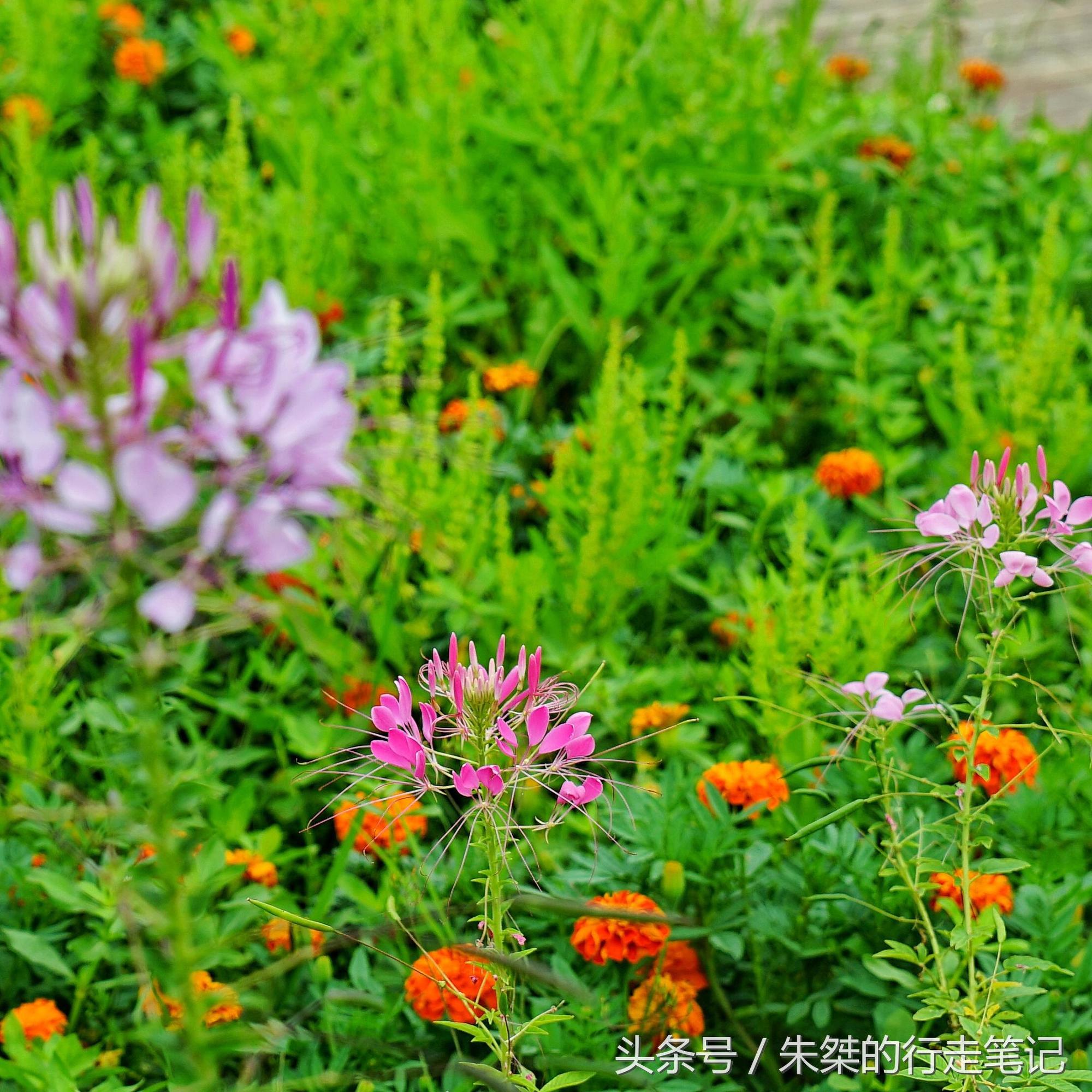 黄姚花海已经荒成草海,黄姚花海景区