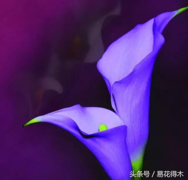 如何才能让马蹄莲复花,马蹄莲什么时候休眠什么时候开花