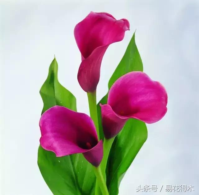 如何才能让马蹄莲复花,马蹄莲什么时候休眠什么时候开花