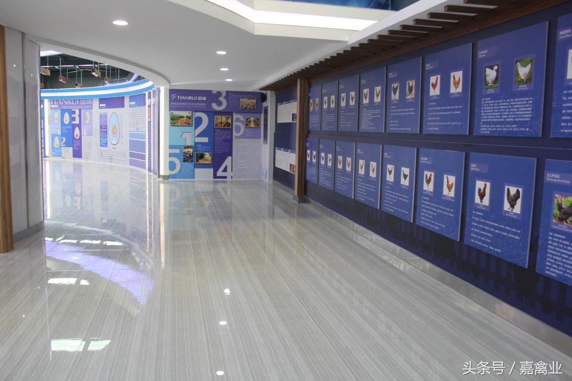 田瑞，温柔了养鸡岁月，雕刻了奋斗时光