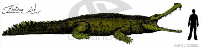 世界上最无畏惧的动物人称平头哥,世界十大凶猛动物平头哥