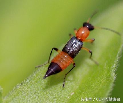 密密麻麻的飞虫怎么治,生活知识隐翅虫有毒切勿直接拍打