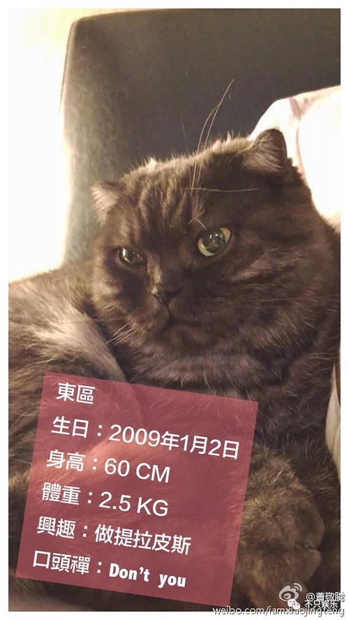 萧敬腾领养狗狗,萧敬腾领养孩子