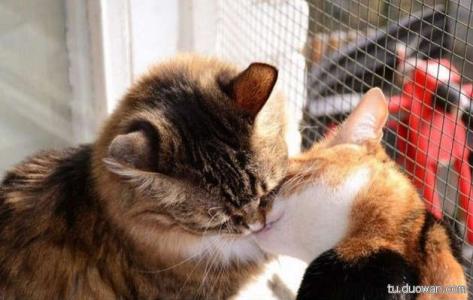 猫咪哪有那么多坏心思,猫咪的那些可爱行为