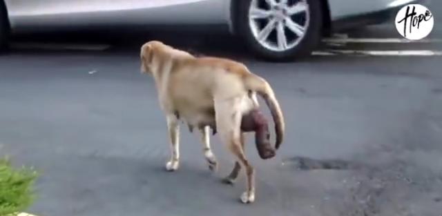 母狗眼里有泪,母狗生了一只有难产迹象