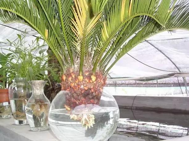 姘村煿鐜夋爲妞嶇墿,鐩嗘牻鐨勯搧鏍戝彲浠ユ按鍩瑰悧