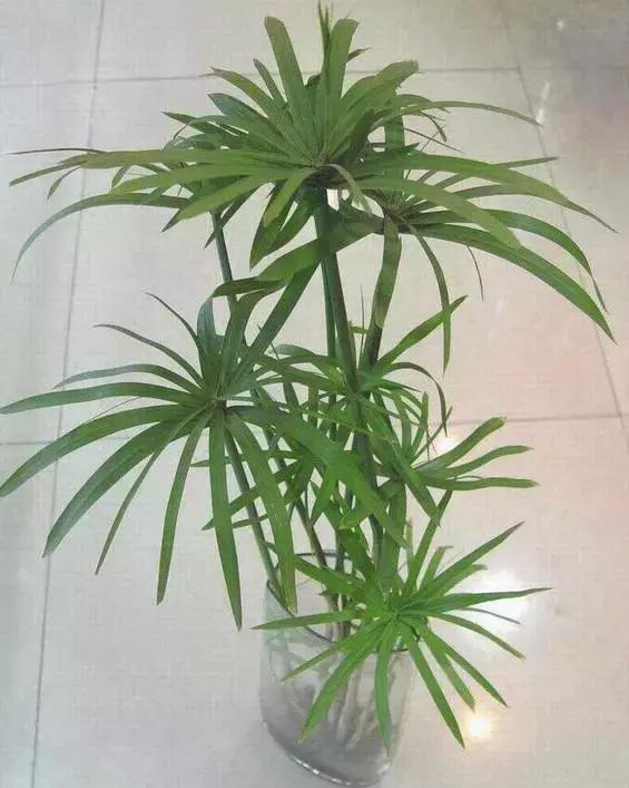 姘村煿鐜夋爲妞嶇墿,鐩嗘牻鐨勯搧鏍戝彲浠ユ按鍩瑰悧