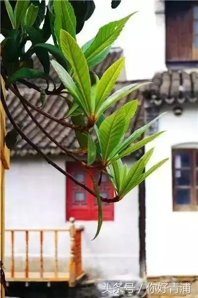 朱家角最美的地方,朱家角真是静心的好地方