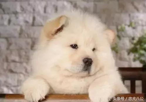 最好看的松狮犬,深紫之舌松狮犬