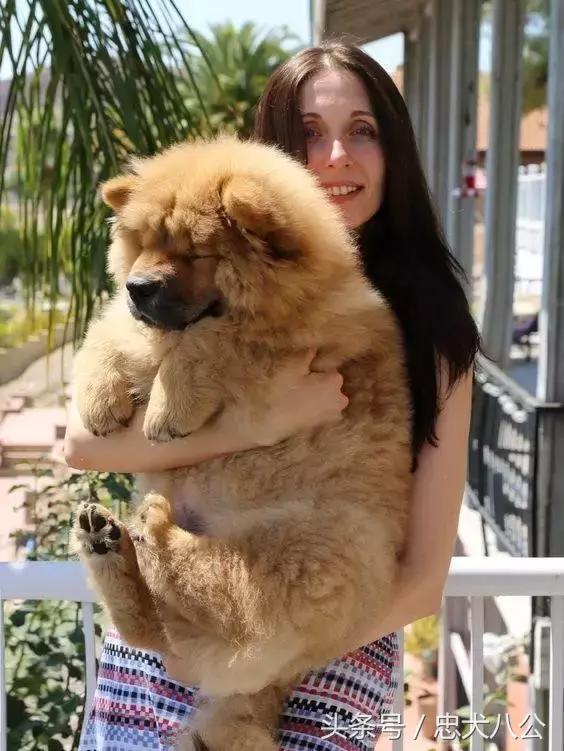 最好看的松狮犬,深紫之舌松狮犬