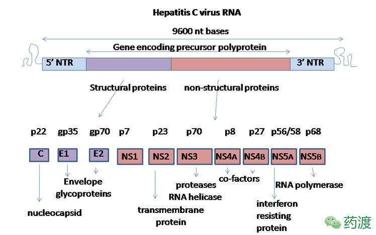 丙肝药索磷布韦价格,治疗丙肝药物索磷布韦在哪里购买