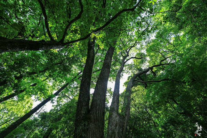 哪儿有原始森林拍照的景区,冬天适合拍照的原始森林